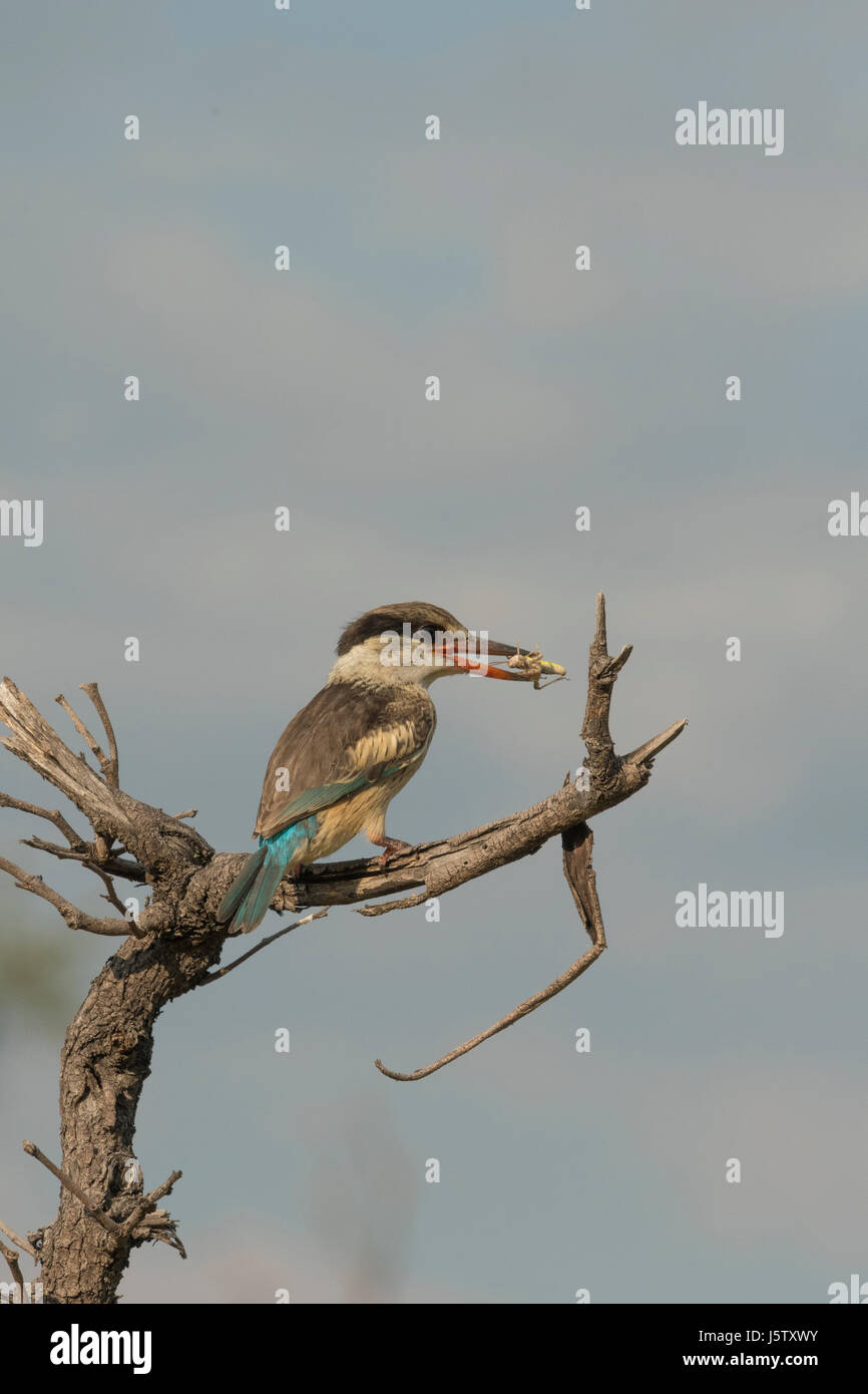 Gestreiftes Kingfisher Halcyon Chelicuti thront im Baum mit kill Stockfoto