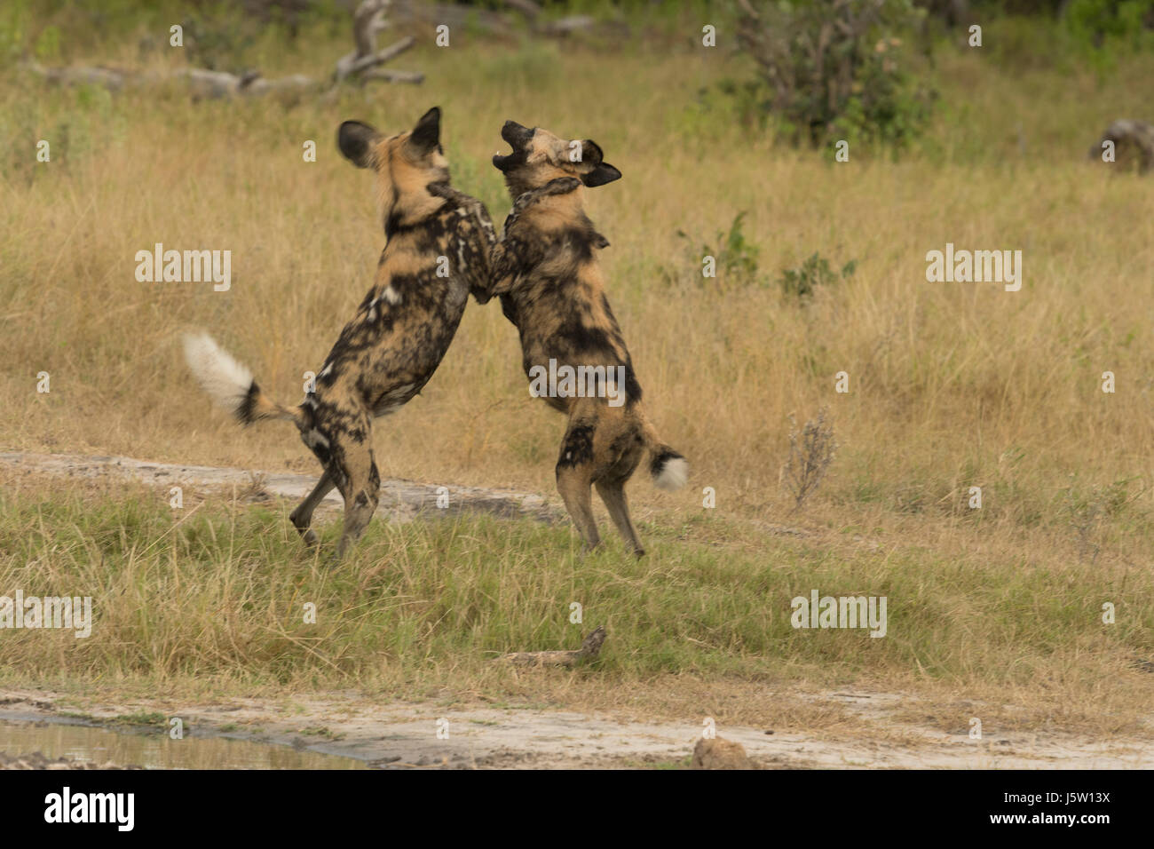Zwei Cape Jagd Hunde auch bekannt als afrikanische Wildhunde spielen und springen in das Okavango Delta-Botswana Stockfoto