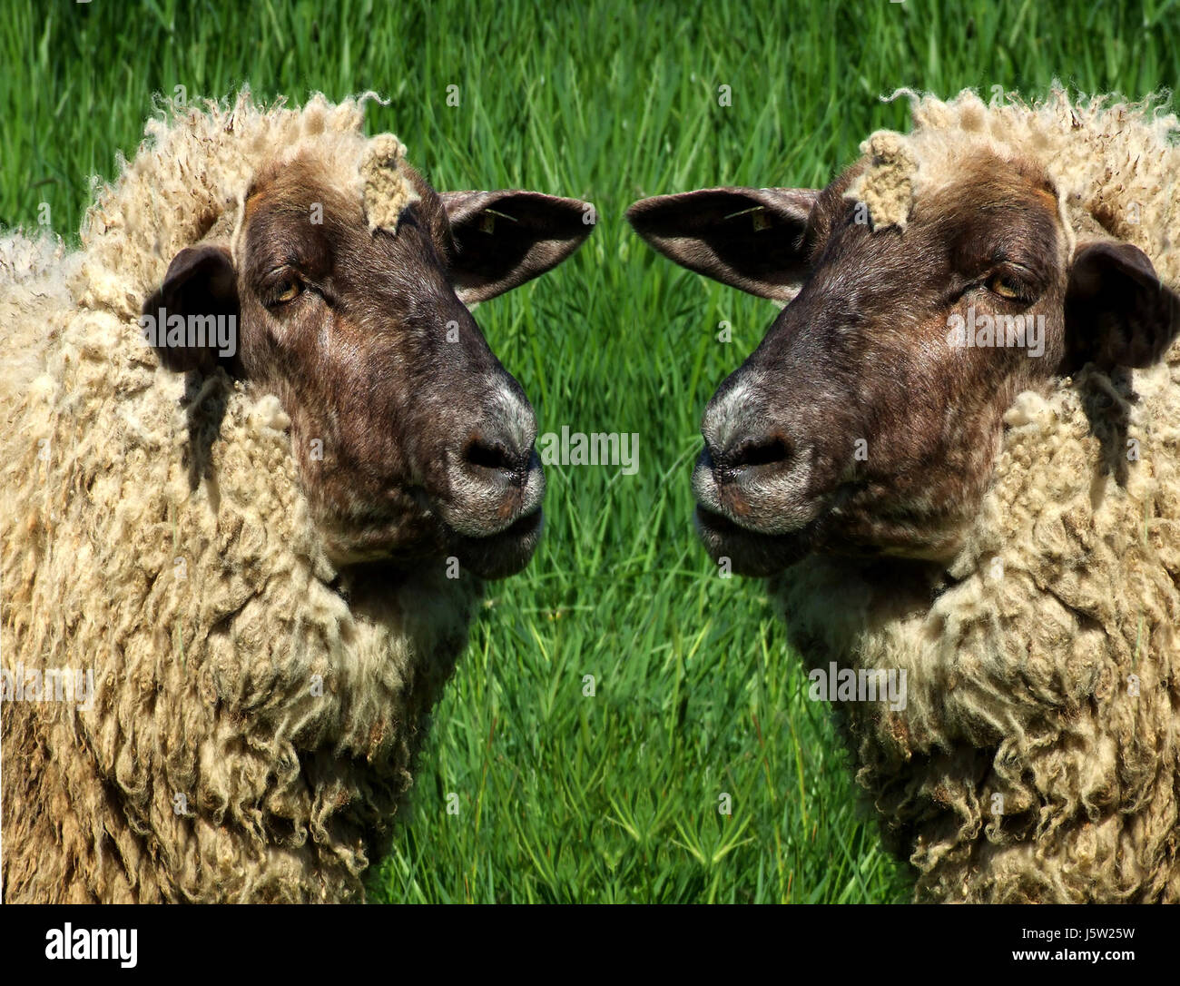 Duo Schaf Ostern Zwillinge Schafe (pl.) doppelte aussehen gleichermaßen Look-alike zwei Haut Wolle Stockfoto