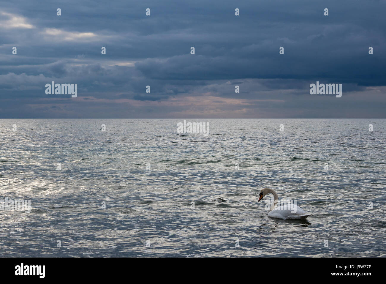Schwan am Ufer der Ostsee. Stockfoto