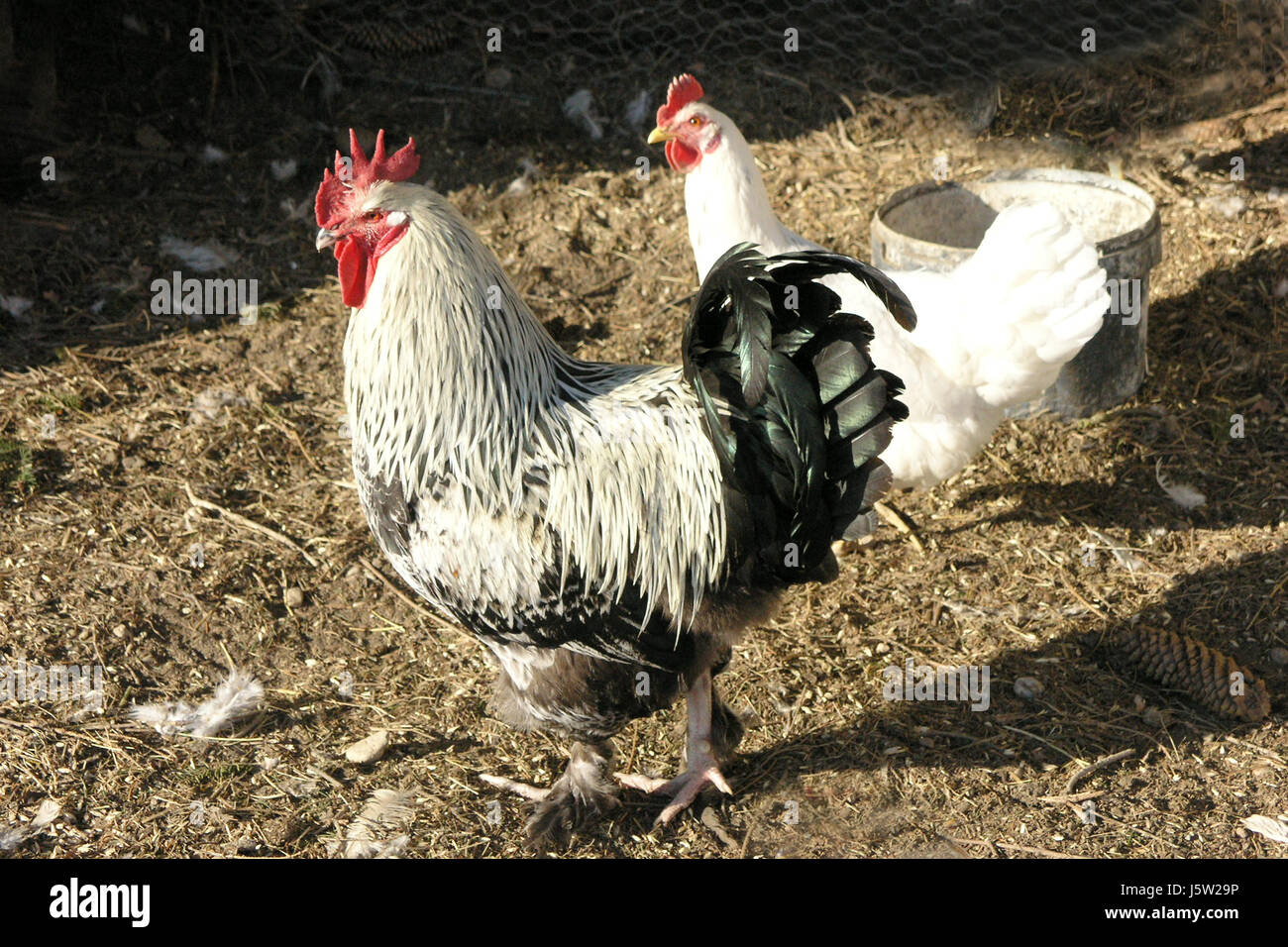 Hahn und Henne Stockfoto
