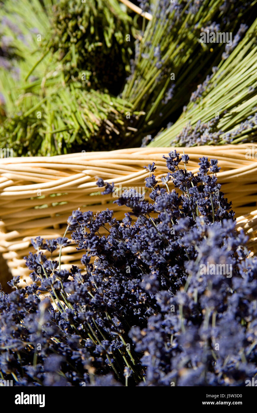 Blume Pflanze Dekoration Lavendel Provence Pflanzen Natur nach Hause reisen detail Stockfoto