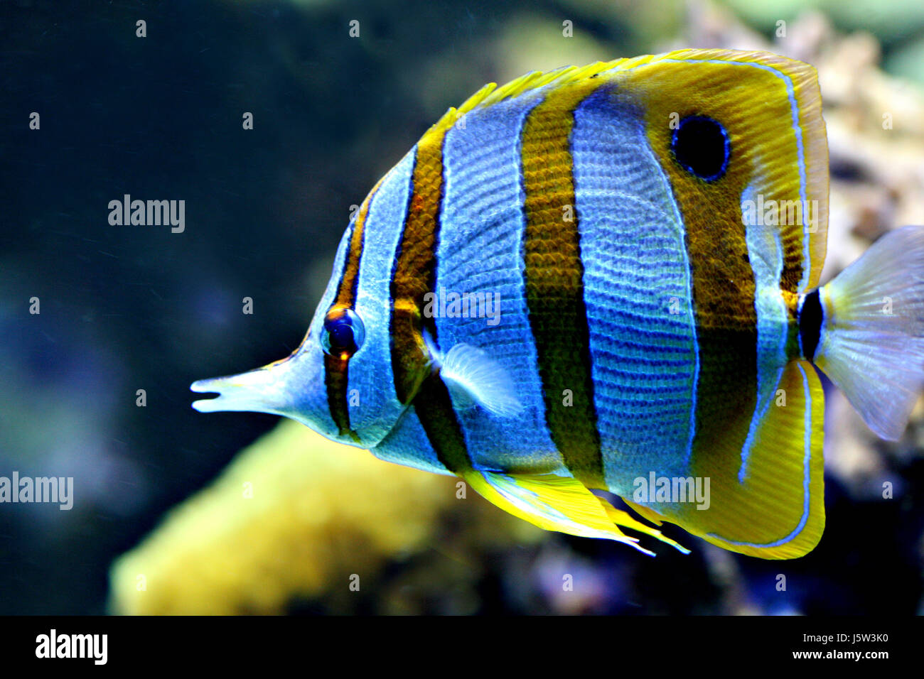 Aquarium Fische Farbenpracht Farben Farbe Farben Farben Natur Aquarium Fisch blaze Stockfoto