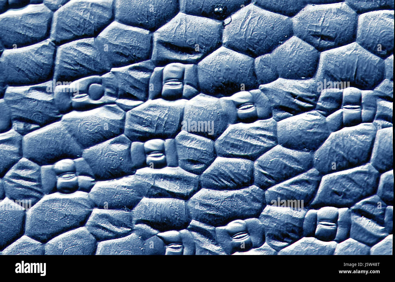 Leaf Botanik Oberflächenzellen Mikroskop Atmung Pflanze pflanzenzellen Stockfoto