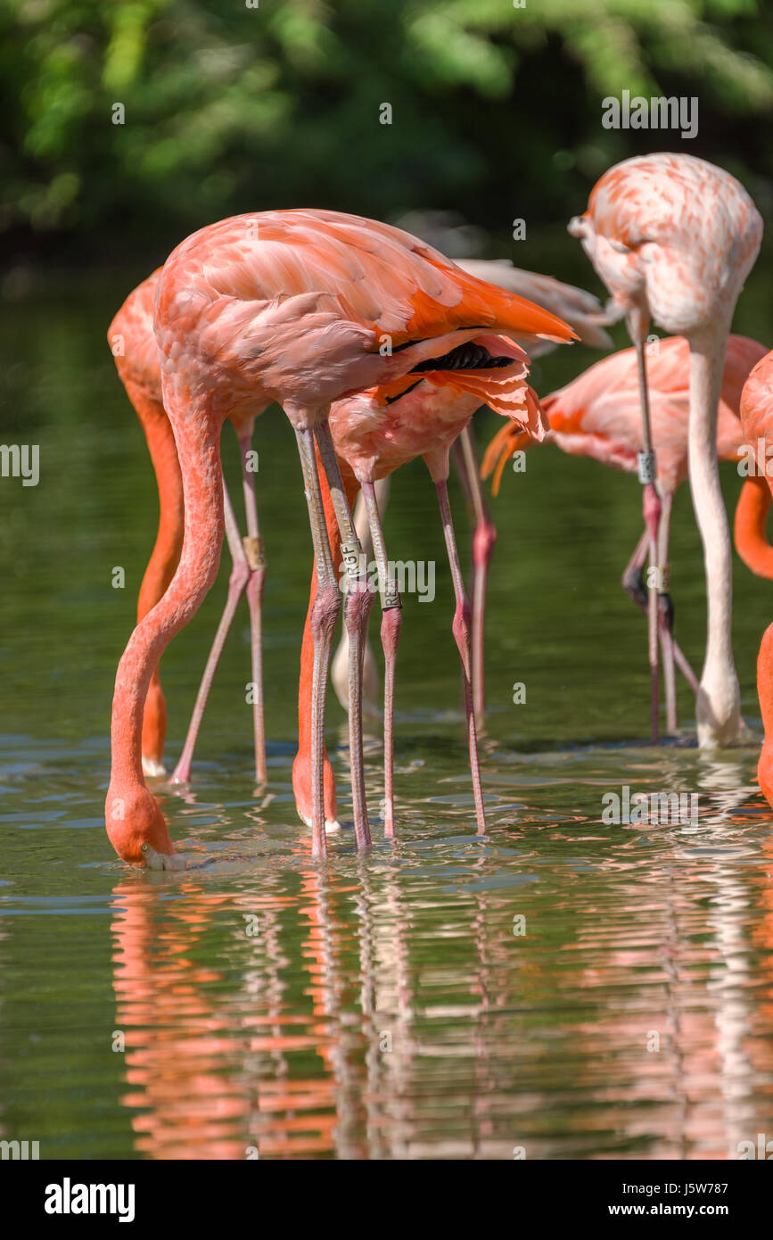 Captive Flamingos Kamm das Wasser nach Nahrung in der Slimbridge WWT-Reserve in Gloucestershire, England. Stockfoto