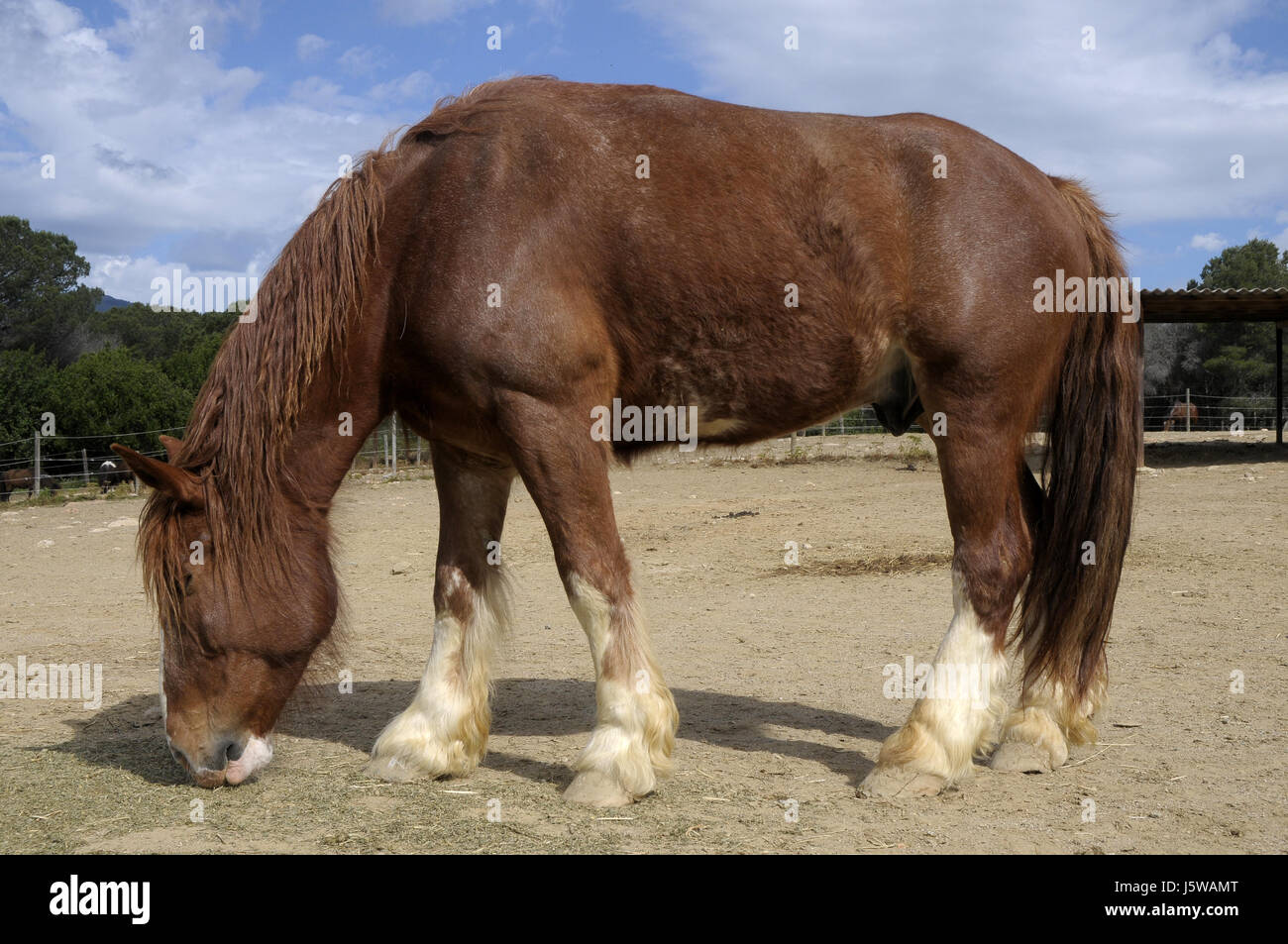Pferde. HAPPY HORSE, natürlicher Horsemanship Platz am Montseny, Katalonien, Spanien. Stockfoto