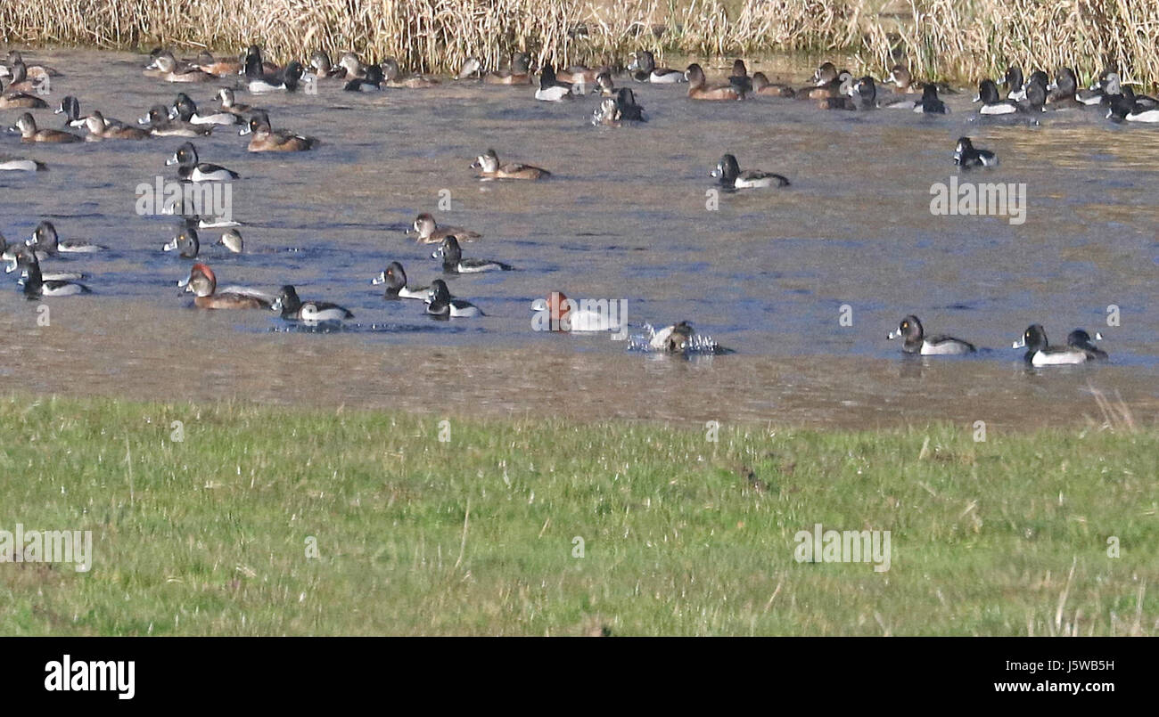Die Common Pochard ist eine Art von Tauchenten, die am Redwood Creek, Orick, Humboldt County, Kalifornien, beobachtet wird. Dieser Vogel ist bekannt für sein unverwechselbares Gefieder und Zugverhalten. Das Beobachtungsdatum weist auf einen saisonalen Besuch in dem Gebiet hin, in dem es in Süßwasser-Lebensräumen zu finden ist. Stockfoto