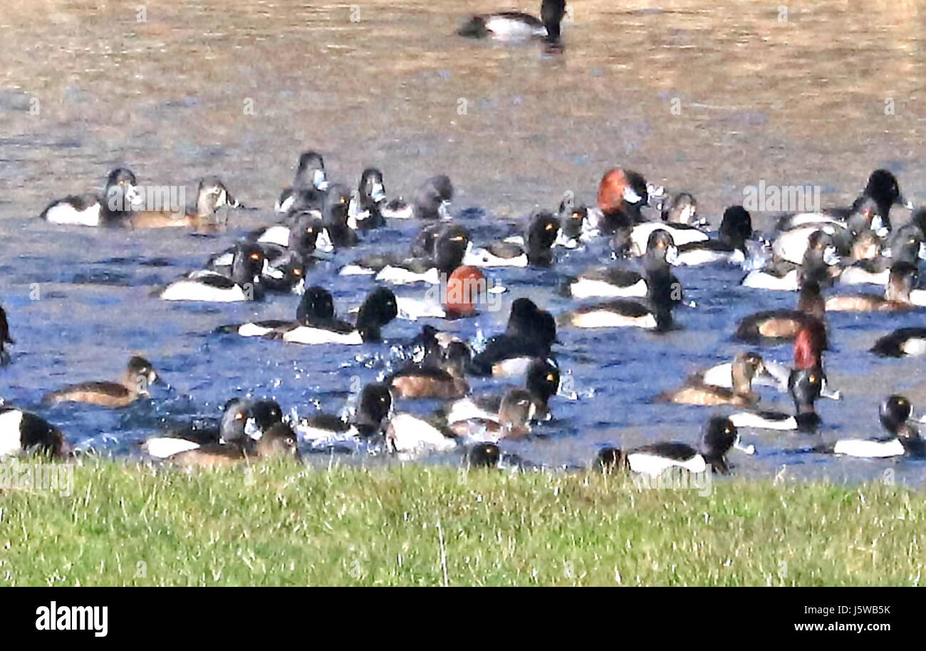 042 - COMMON TAFELENTEN (29.12.2016) Redwood Creek, Orick, Humboldt co, ca.-32 (31213294934) Stockfoto