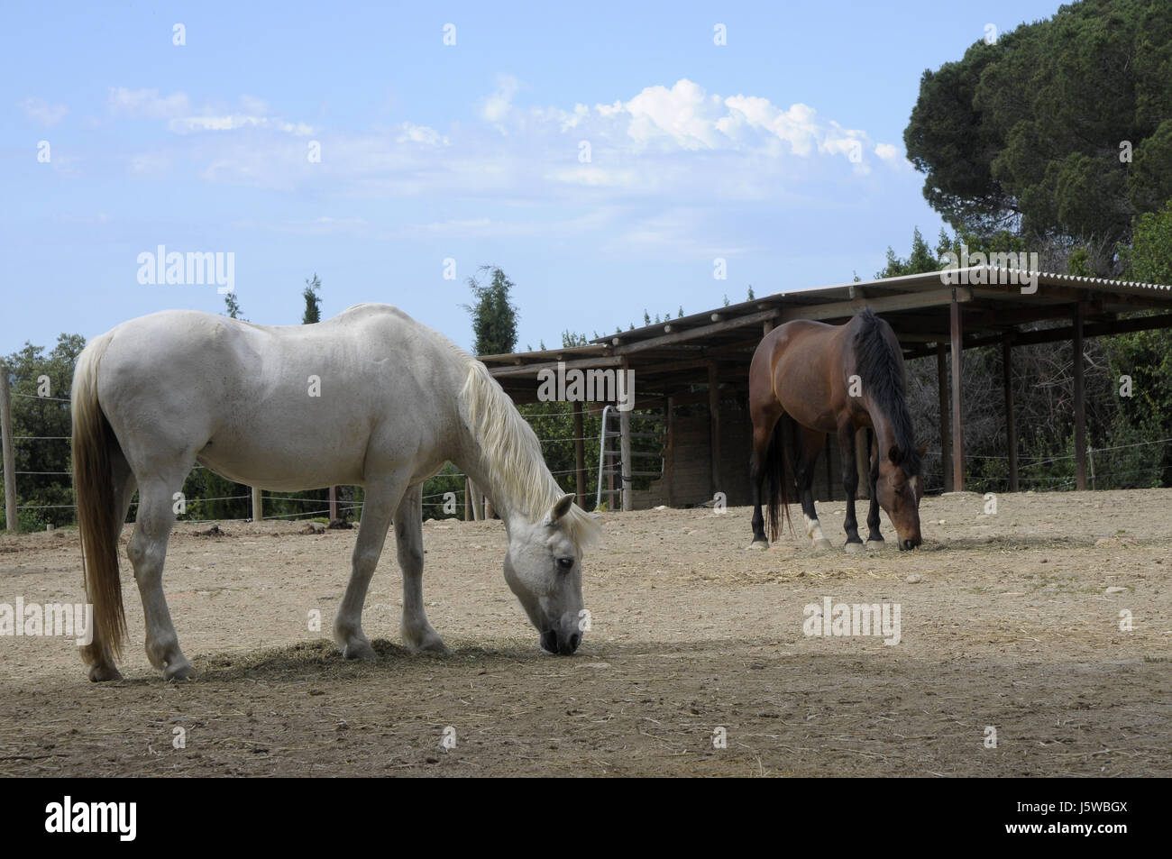 Pferde. HAPPY HORSE, natürlicher Horsemanship Platz am Montseny, Katalonien, Spanien. Stockfoto