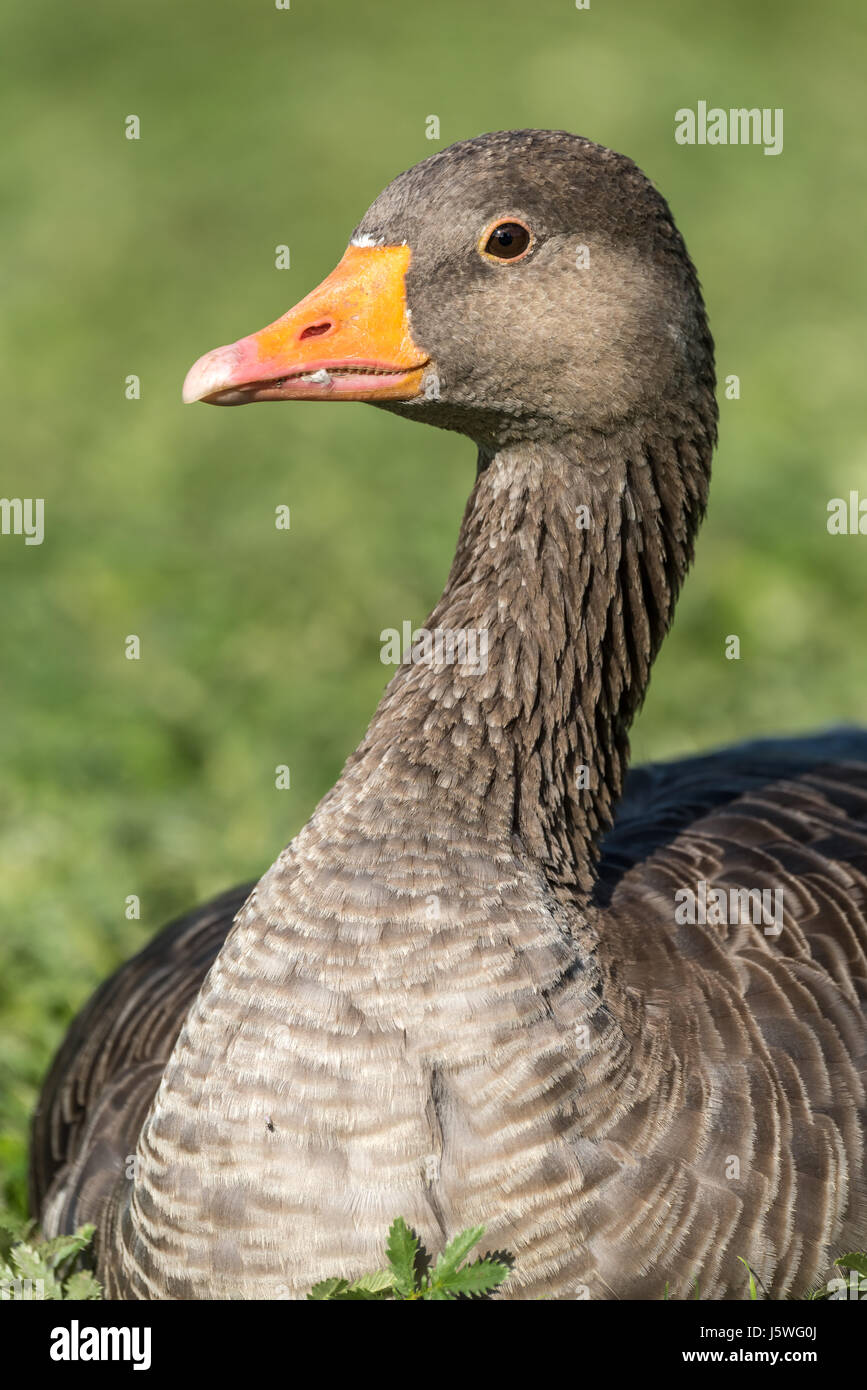 Die Vorfahren der meisten Hausgänsen der Graugans ist die größte von den Wildgänsen in Großbritannien und Europa heimisch. Stockfoto