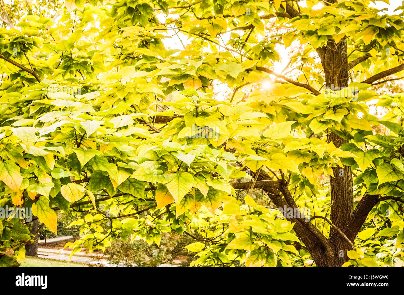 Grüne und gelbe östlichen Redbud Baum Blätter im Sonnenlicht im Herbst drehen Orange während des Sonnenuntergangs mit sunburst Stockfoto