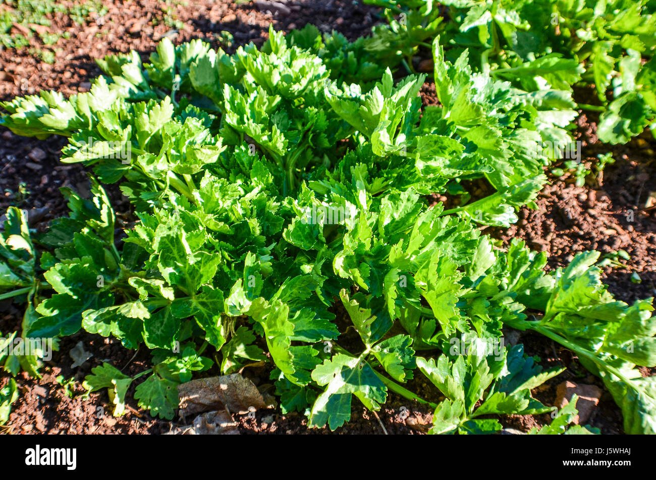 Nahaufnahme von Sellerie wachsen Gemüse Garten Stockfoto