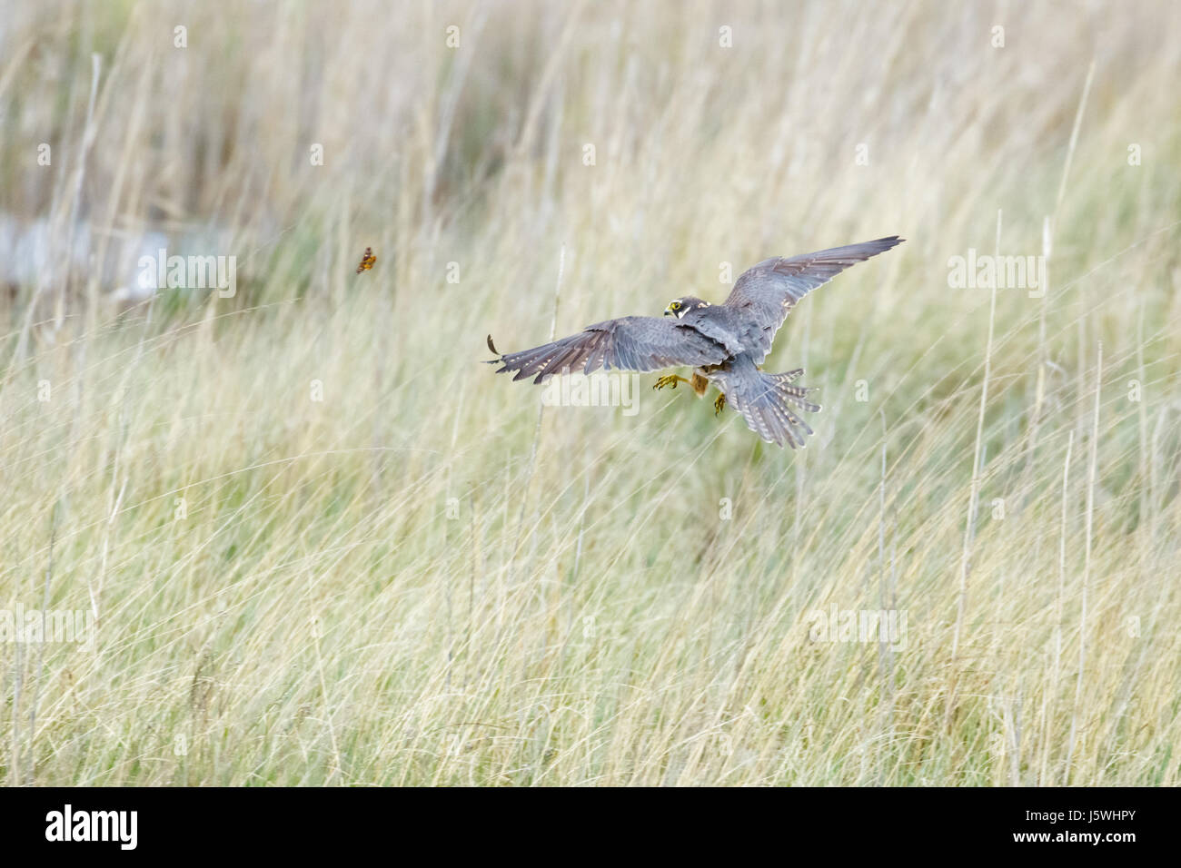 Eurasian Hobby Falke (Falco Subbuteo) fliegen, auf der Flucht, Jagd, Fang vor Jagd nach männlichen Kaiser Nachtfalter Insekten in langen grünen Heide Stockfoto