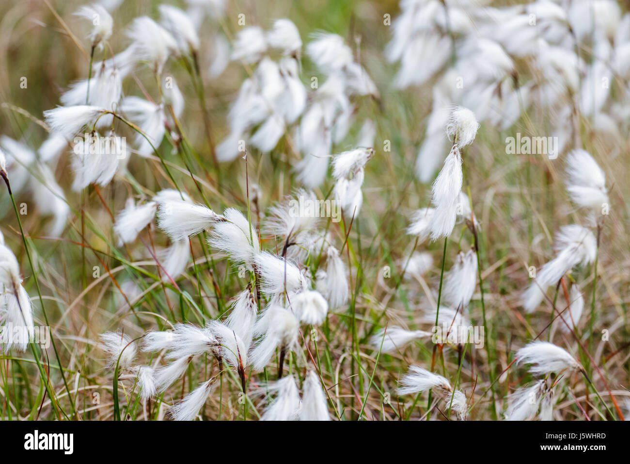 Gemeinsame Cottongrass Cottonsedge oder Moor Baumwolle (Wollgras Angustifolium) Stockfoto