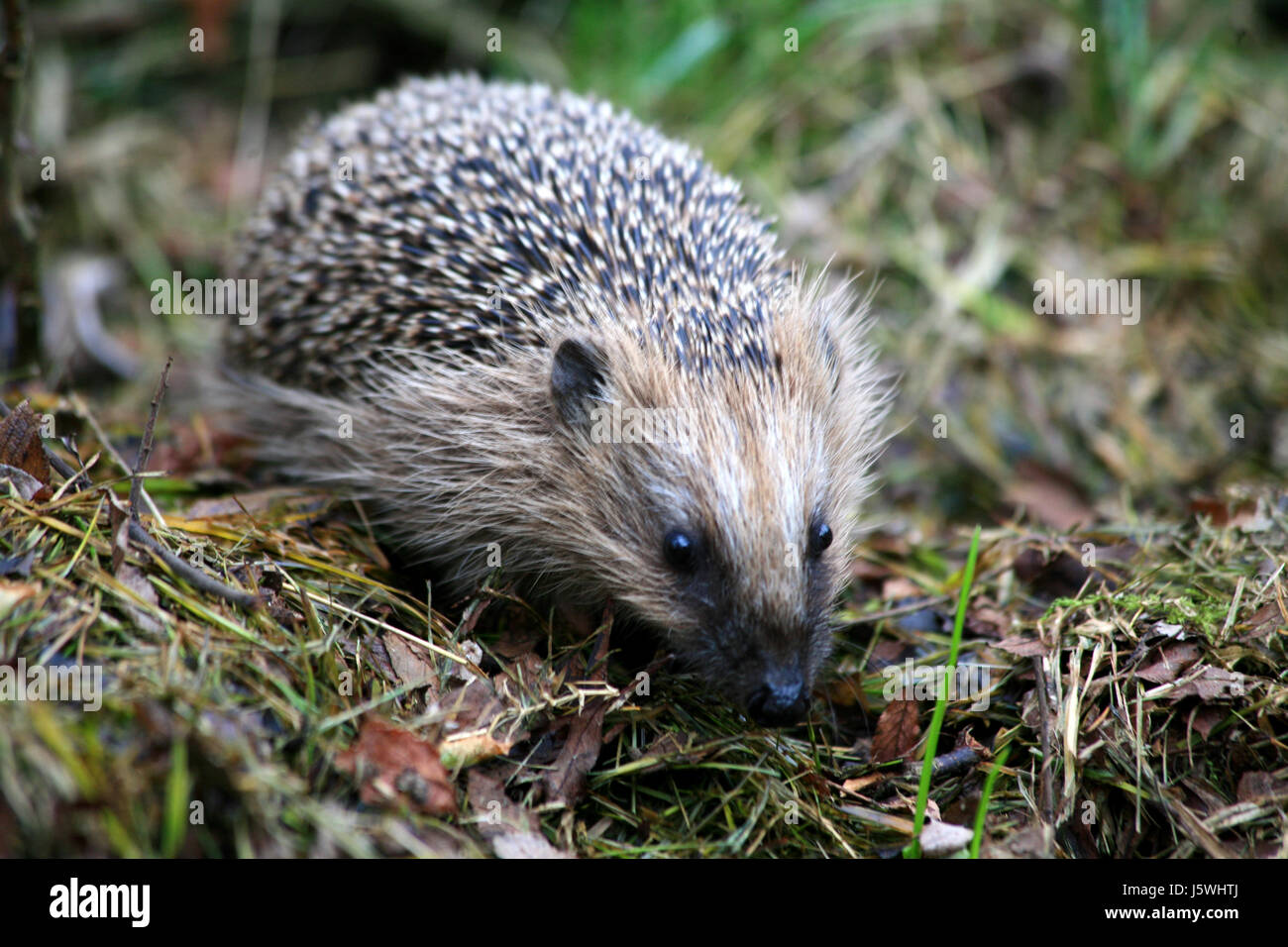 Lebensmittel Nahrungsmittel Garten Säugetier Kribbeln, kluge aufmerksam Warnung freundlich teachably Stockfoto