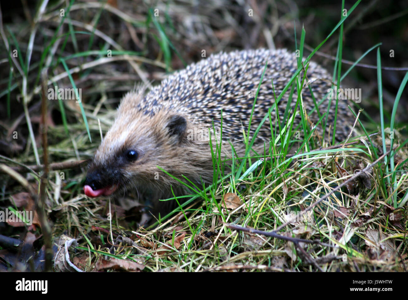 Lebensmittel Nahrungsmittel Garten Prickeln Äpfel Apfel Schlucht verschlingen Weise aufmerksam zu verschlingen Stockfoto