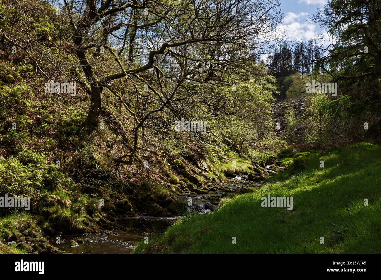 Goyt Tal im Frühjahr, Peak District National Park, Derbyshire Stockfoto