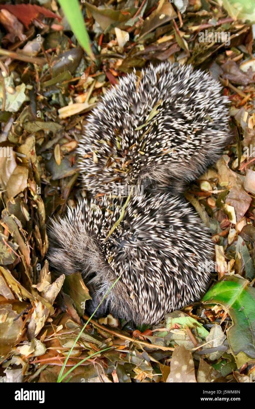 Garten Tier stachelige Igel Gärten, die zwei Herbst fallen, geschützt behütetes Leben Stockfoto