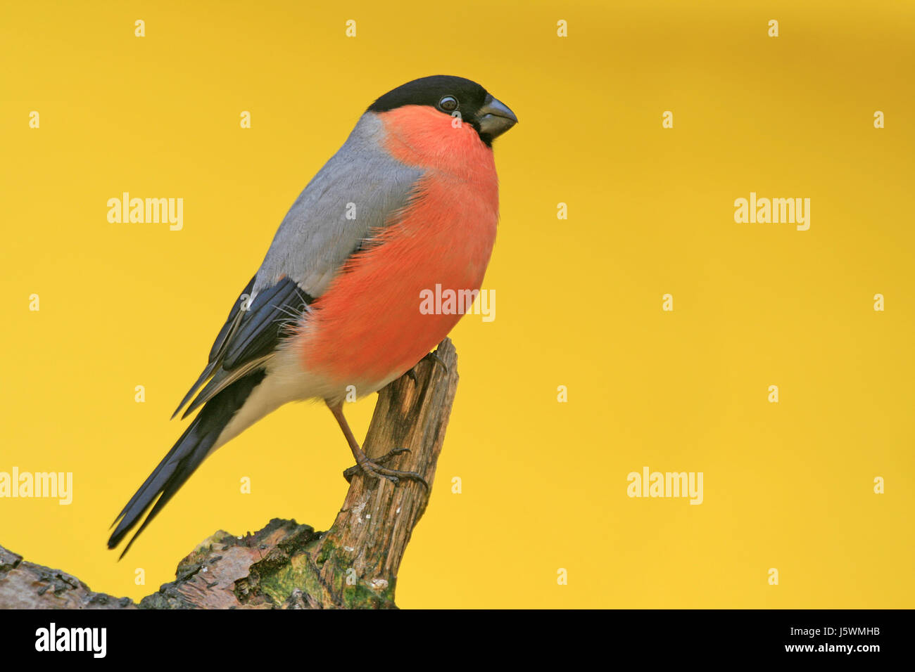 Schnabel männlichen Finch Schnäbel Sauger Gimpel schöne beauteously schöne schwarze dunkelhäutige Stockfoto