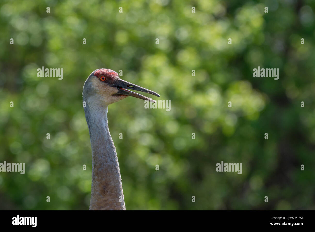 Sandhill Crane (Antigone canadensis) Erwachsenen. Stockfoto