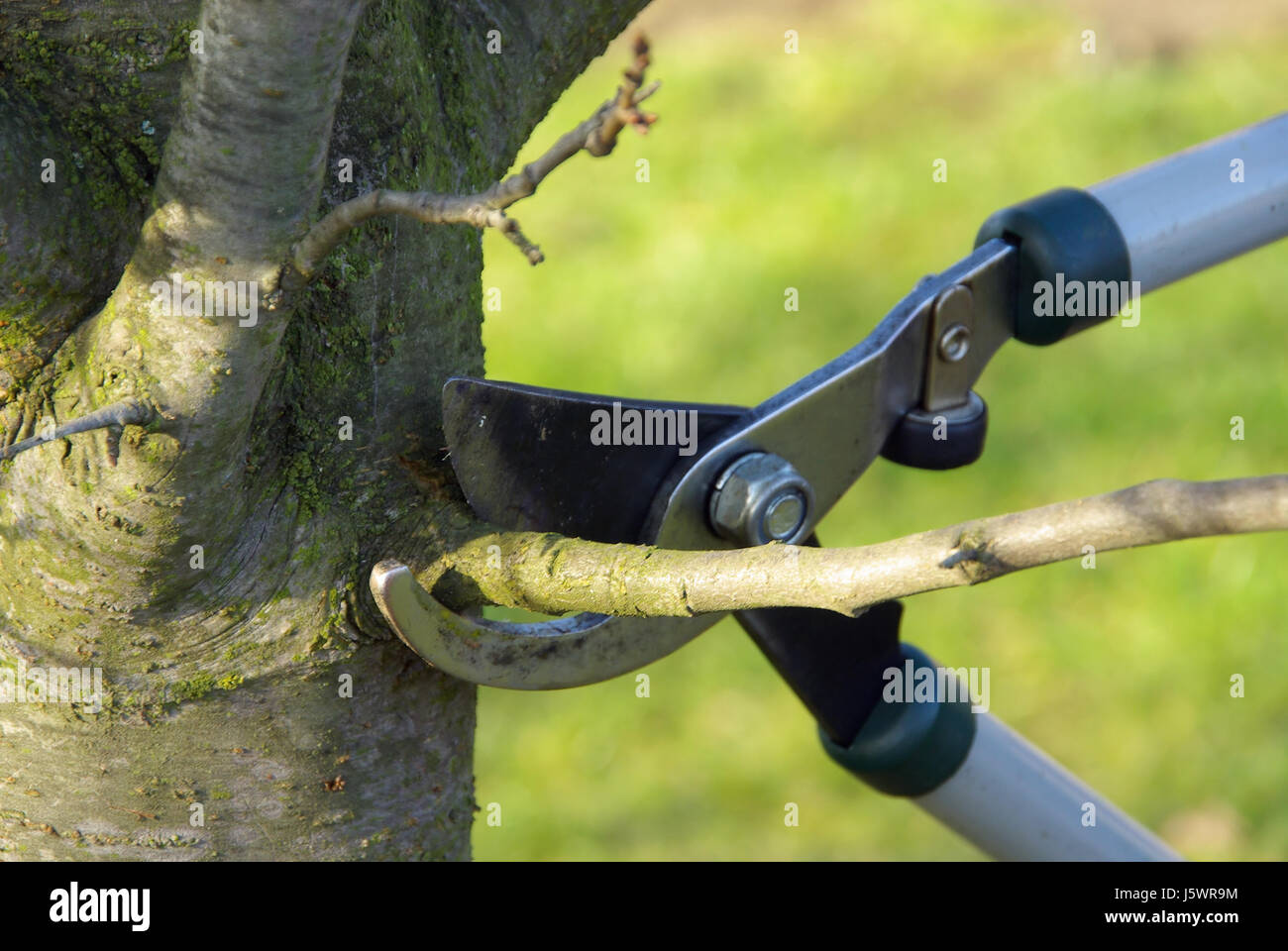 AST Schneiden Schere Schere kastrieren Gartenschere Secateur Baum Garten  Holz Stockfotografie - Alamy
