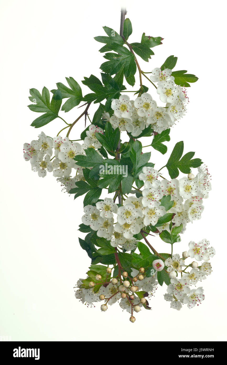 Weißdorn Crataegus Monogyna Blüte Stockfoto