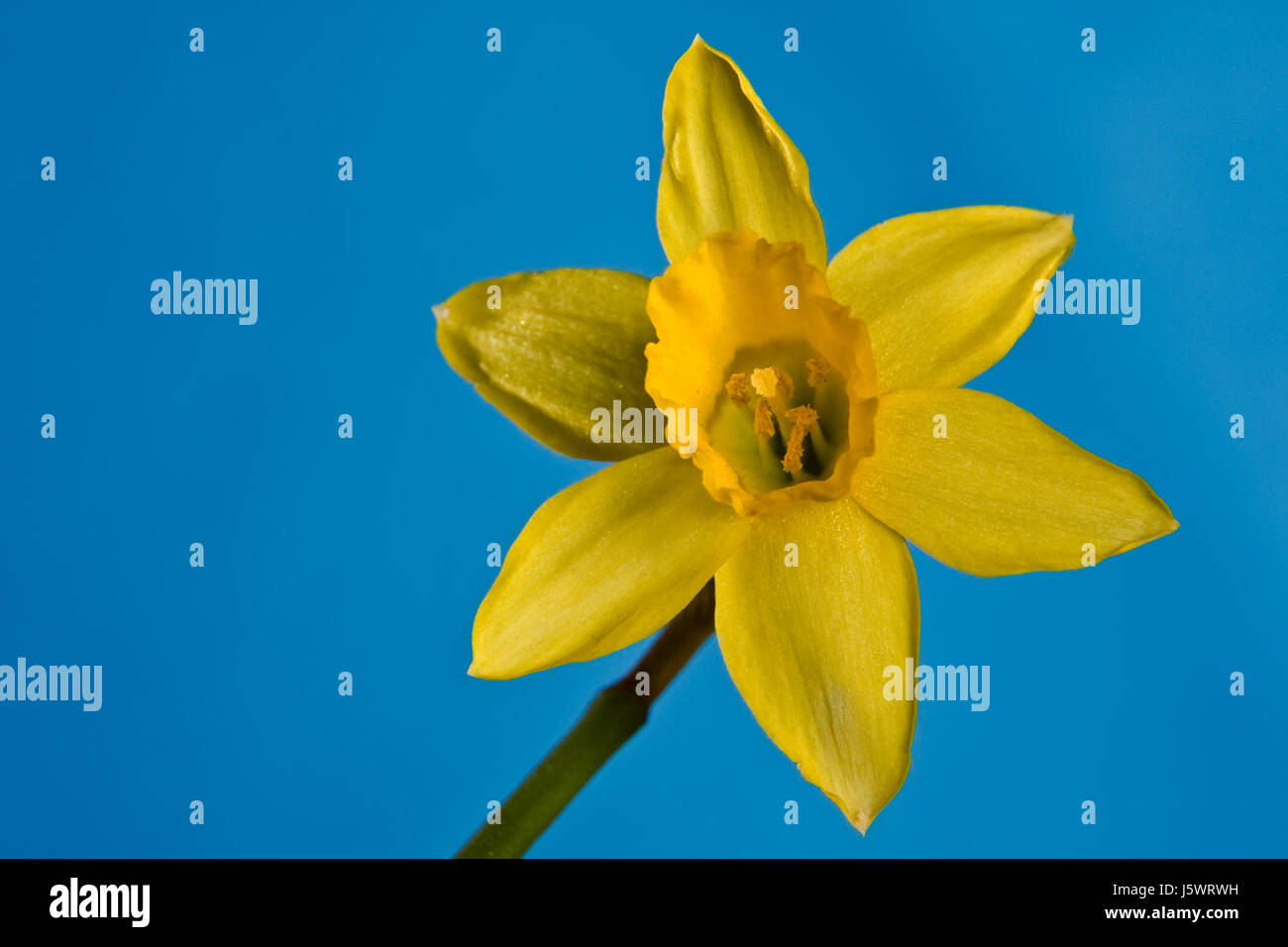 Narzissengewchs Fotos und Bildmaterial in hoher Auflösung Alamy