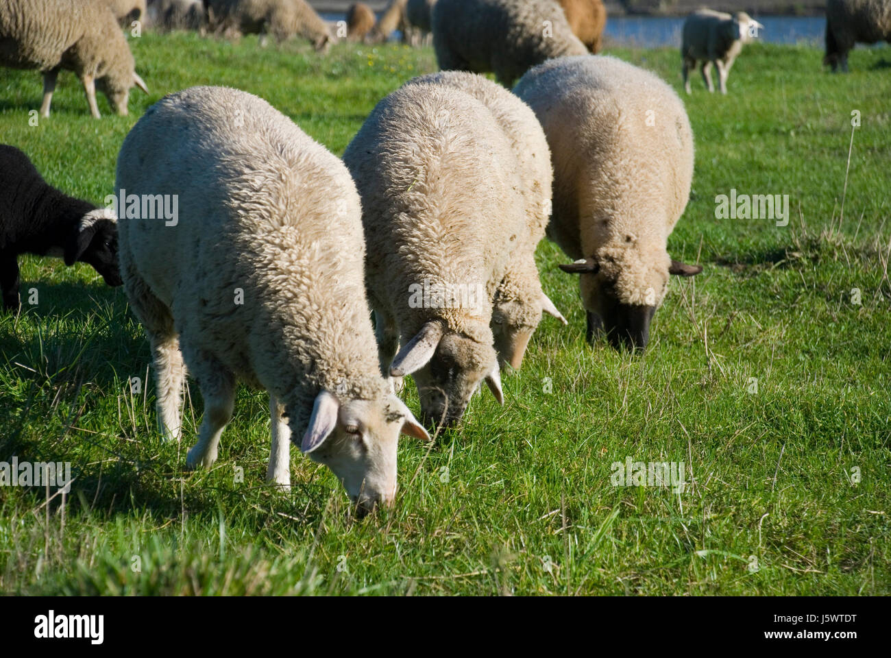 Tier der beauteously Schafe Wolle Schafe (pl.) Wiese Natur schöne Haut Stockfoto