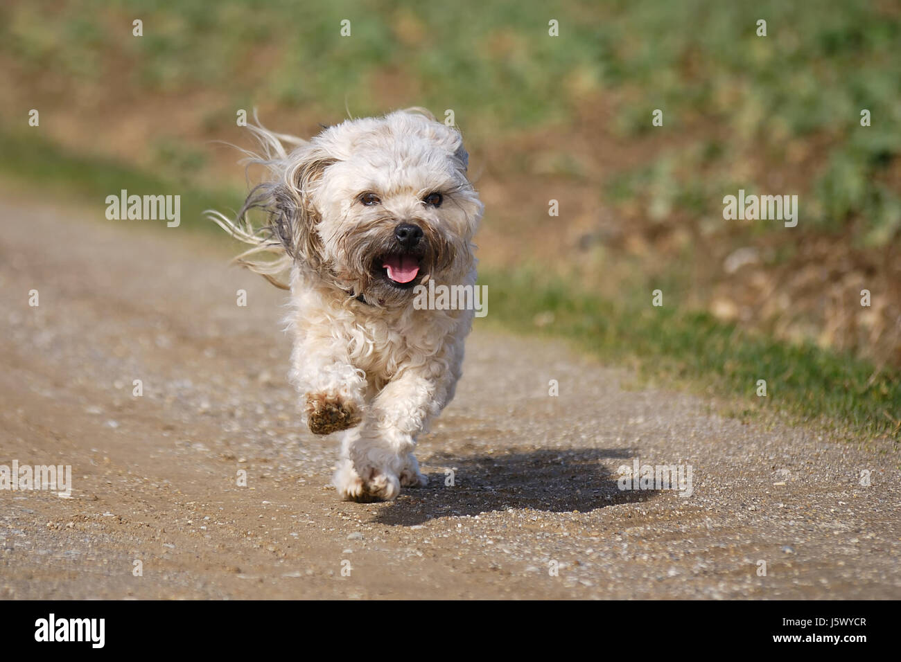 Haustier klein winzig kleine kurze Hund Schoßhund Schoßhund game-Turnier spielen Stockfoto