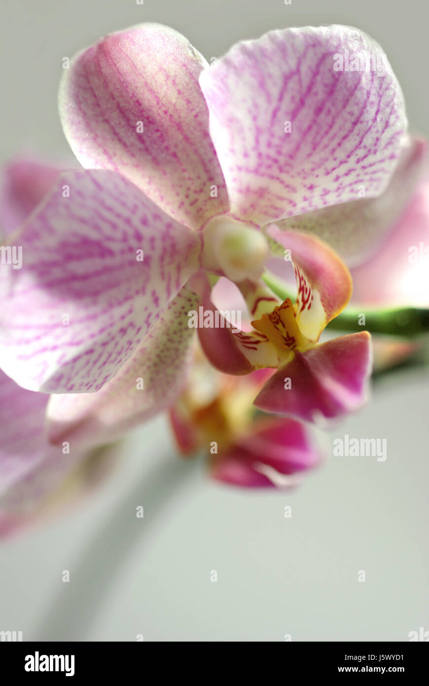 Blume Pflanze Blüte Blüte gedeihen blühende Botanik zarte Orchidee Stockfoto