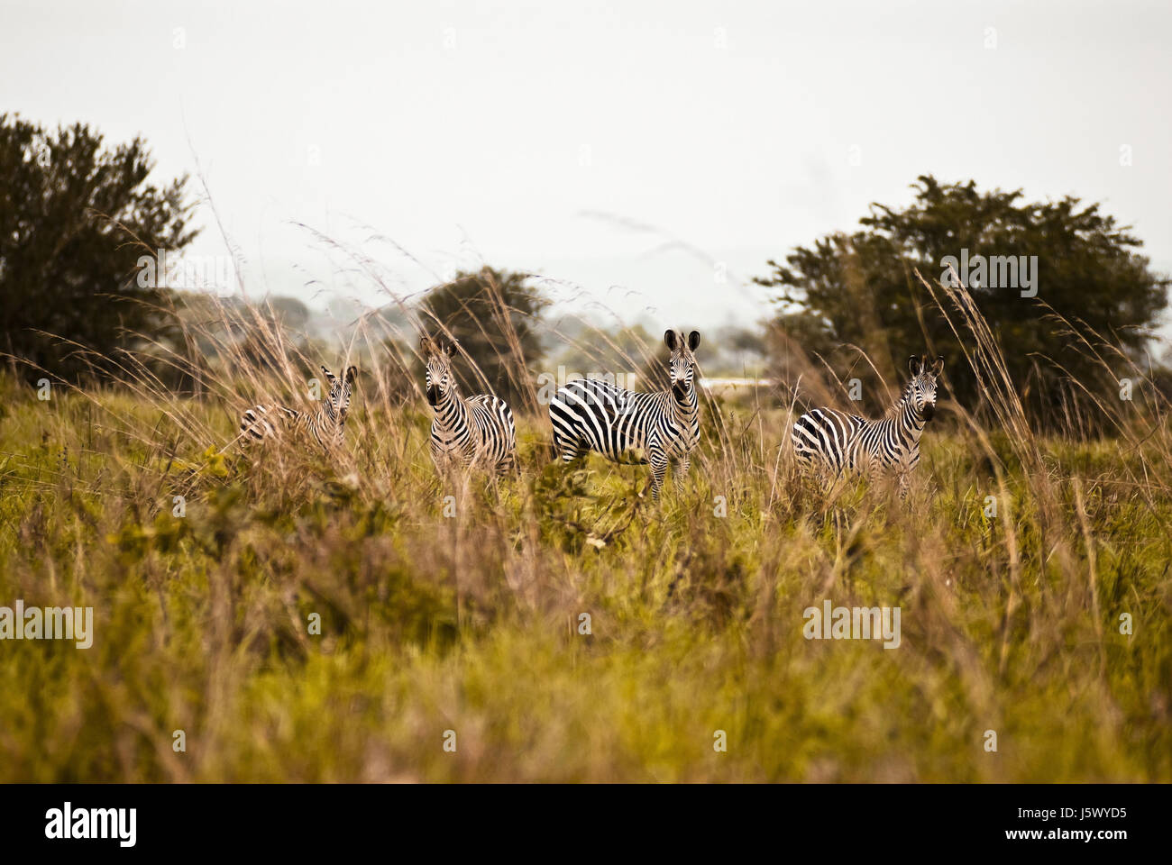 tierische wilde Afrika Savanne Zebra jagt Tansania gefährliches Tier wilde Afrika Stockfoto
