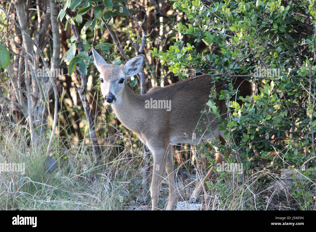 Key Deer, Big Pine Key, Florida Stockfoto