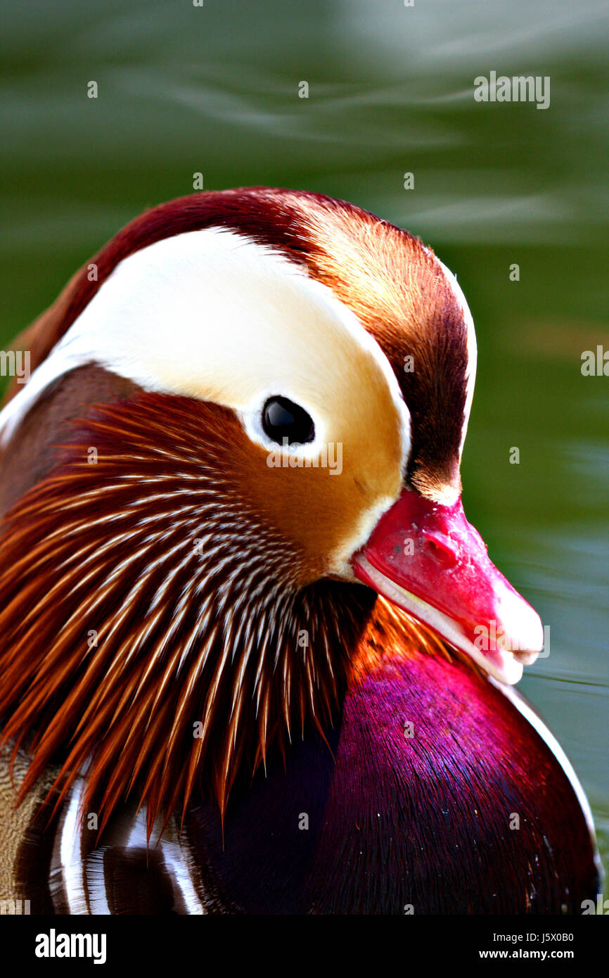 Vogel farbig bunte wunderschöne vielfältige farbenprächtige Porträt Vögel Stockfoto