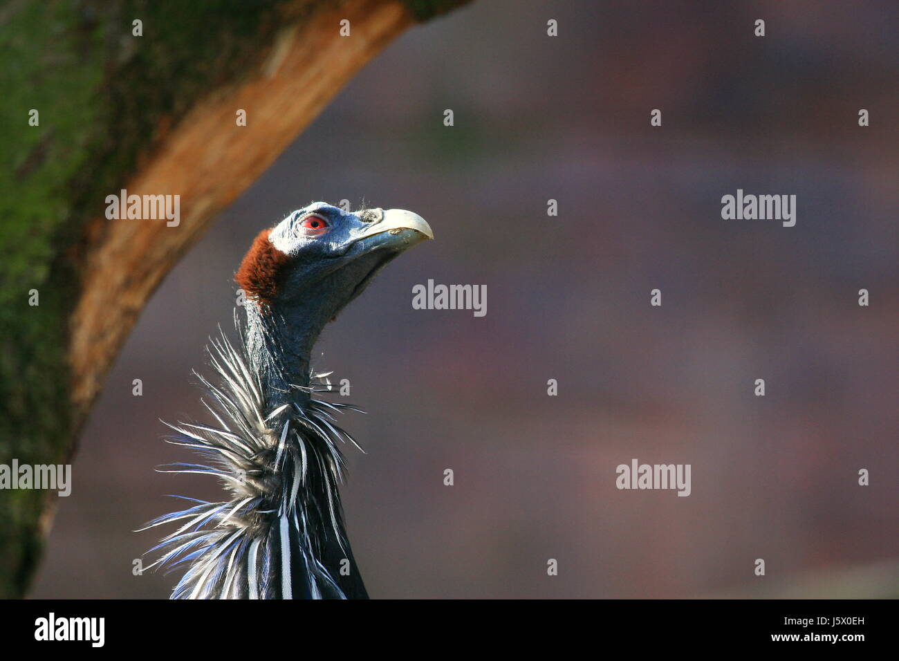genaueren Blick Stockfoto