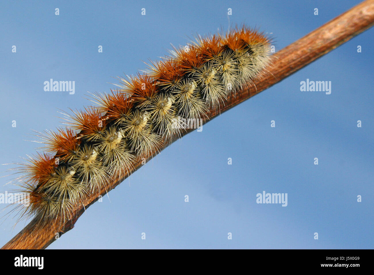 Insekt Schmetterling Tier Haare Kreatur Raupe Klinge Tier Insekt Stockfoto