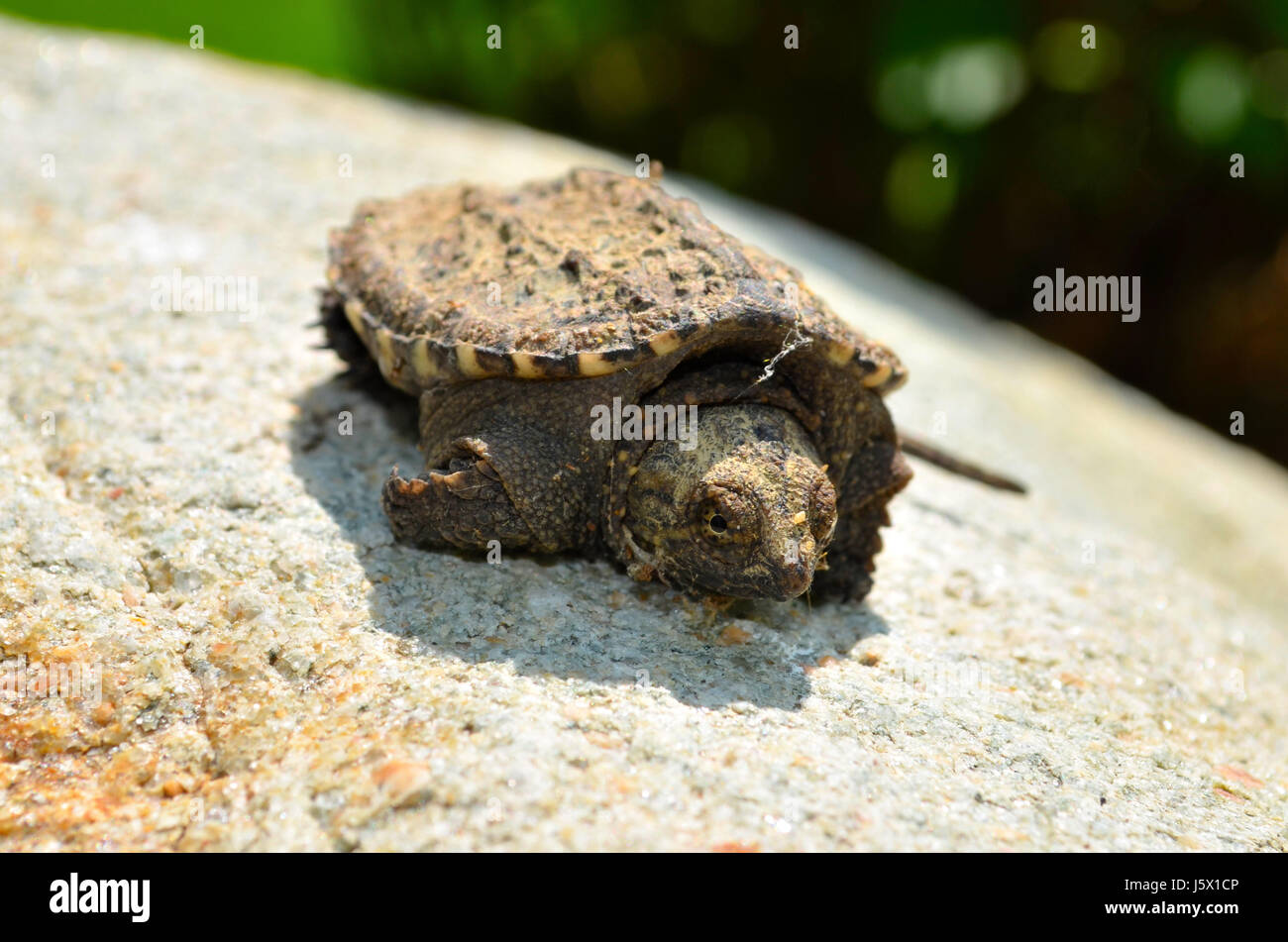 Baby-Schnappschildkröte Stockfoto