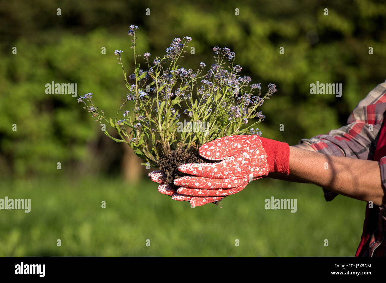 GärtnerHände, die Blumen im Garten Pflanzen Stockfotografie Alamy