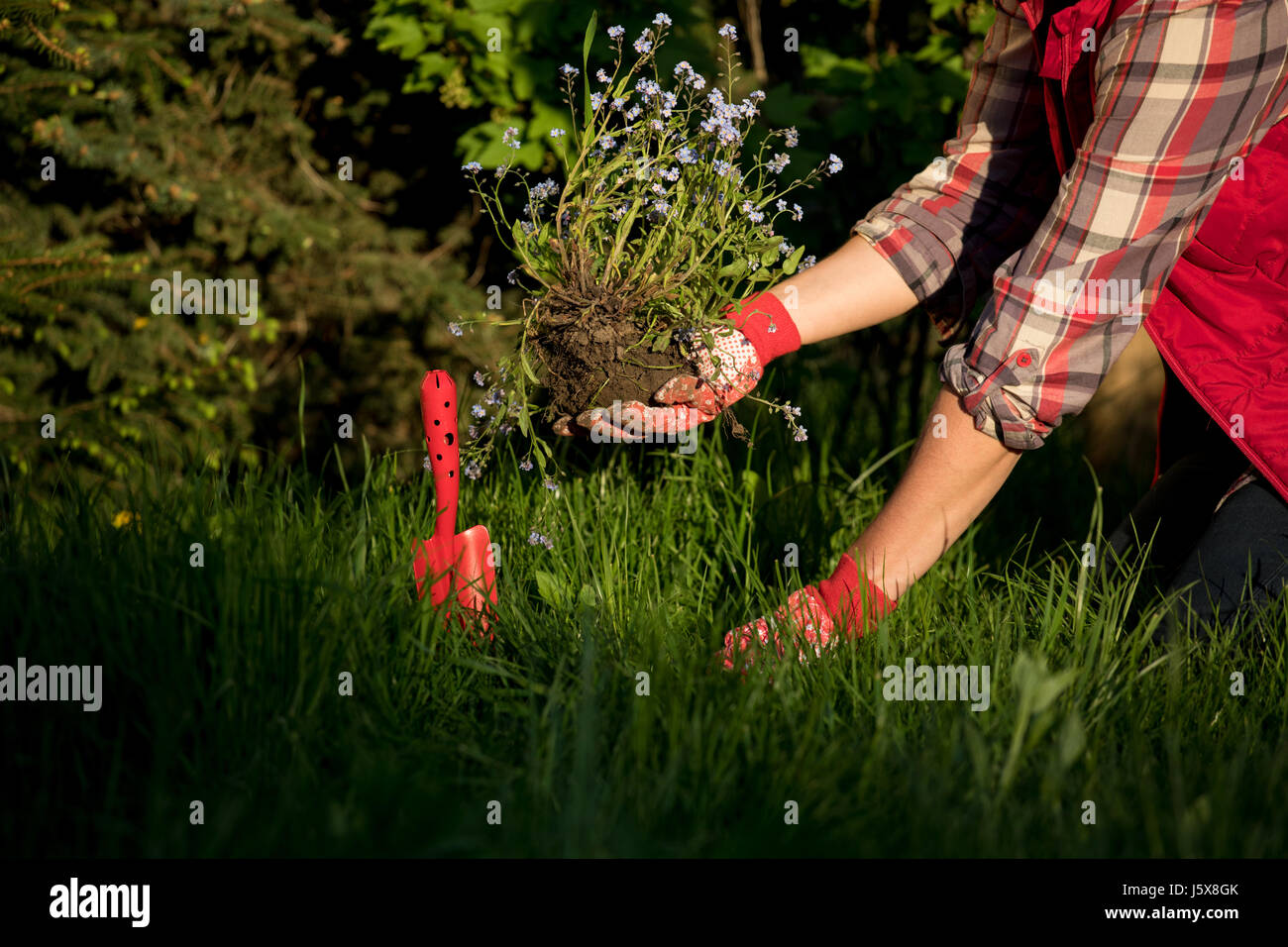 GärtnerHände, die Blumen im Garten Pflanzen Stockfotografie Alamy