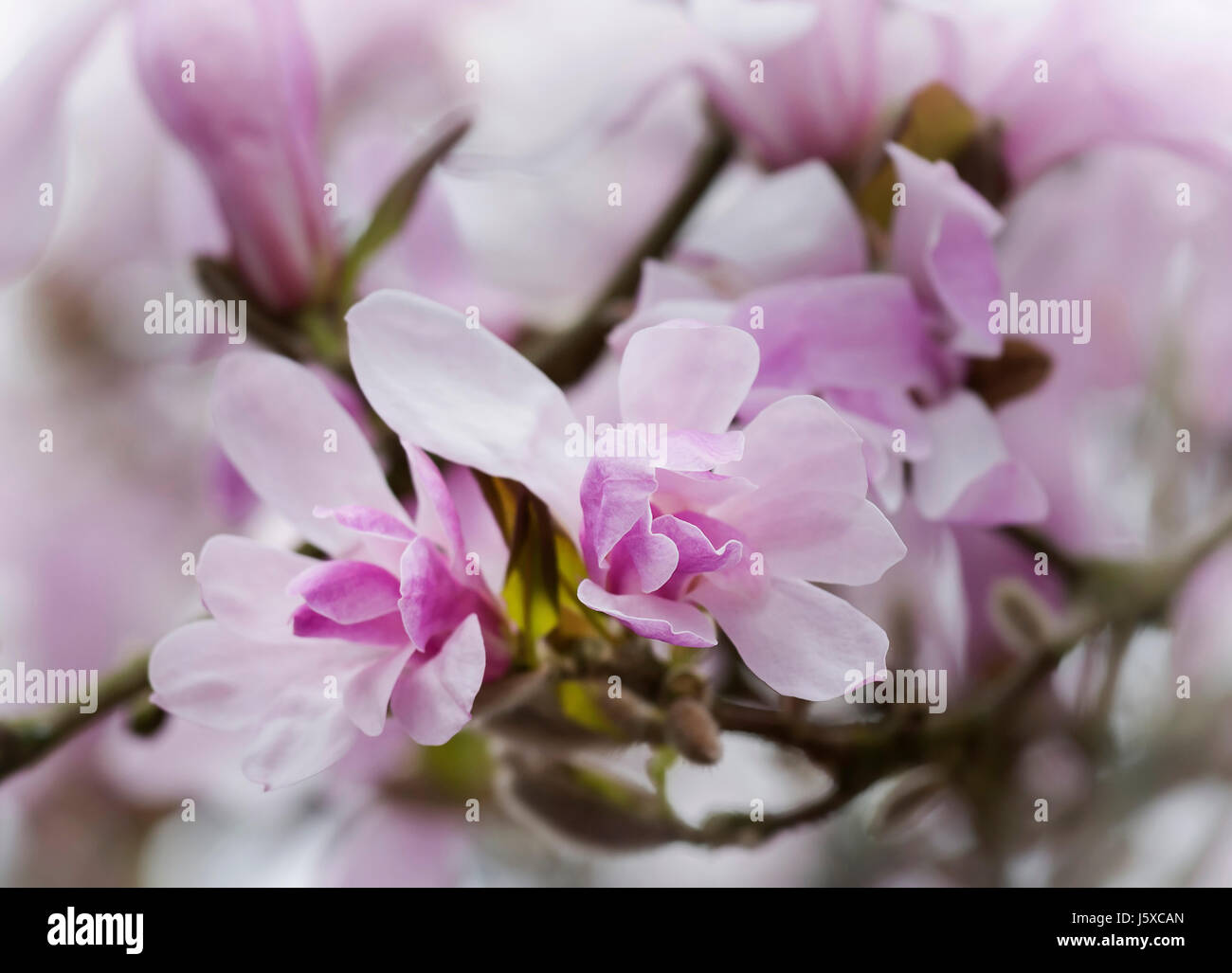 Magnolie, Magnolia 'Leonard Messel', Magnolia X loebneri 'Leonard Messel', Pastell rosa Blumen wachsen im Freien auf dem Baum. Stockfoto