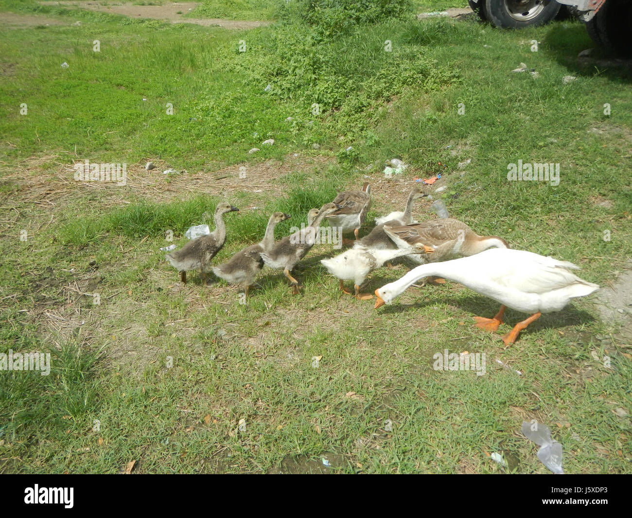 Dieses Foto von den Philippinen zeigt eine Gänsenherde mit einem Schwerpunkt auf ihrem natürlichen Verhalten und ihrer Umgebung. Sie hebt die Tiere in Bewegung hervor und bietet einen klaren Blick auf ihre körperlichen Eigenschaften in einer typischen Umgebung. Stockfoto