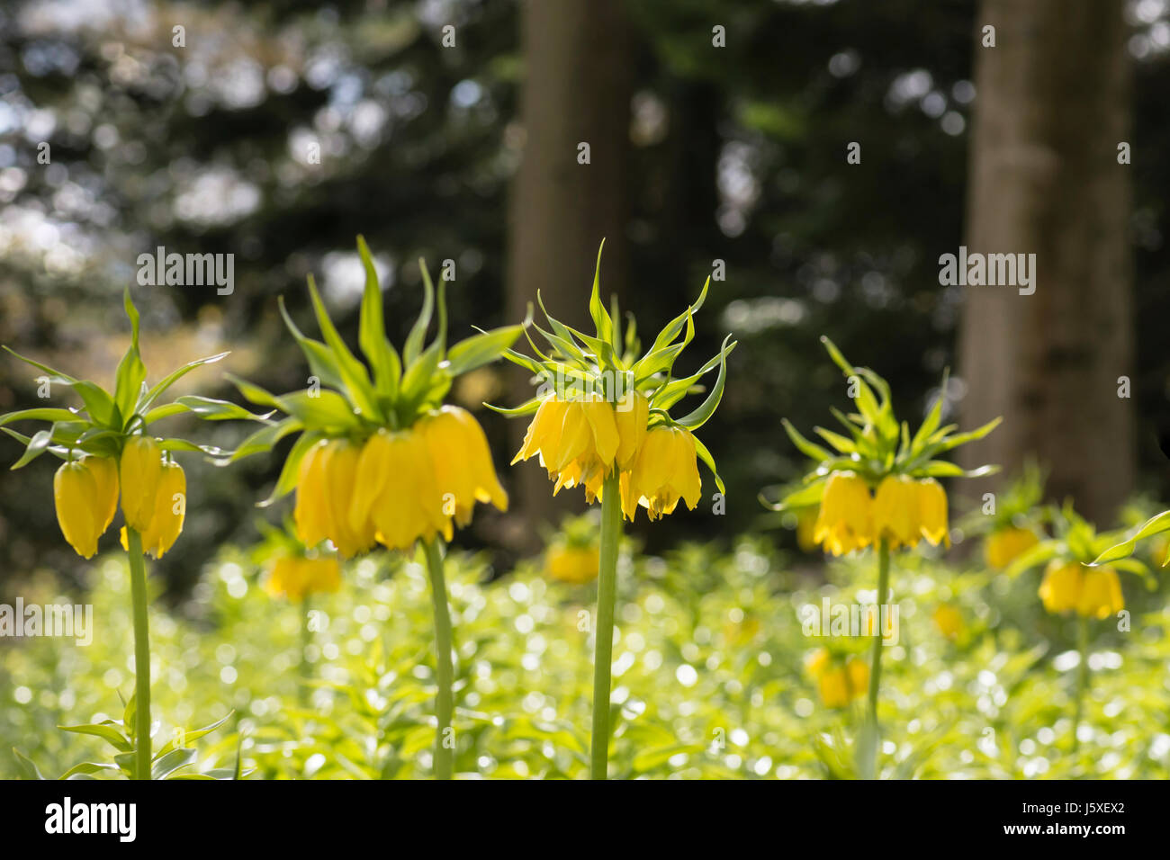 Fritillary, Kaiserkrone 'Lutea Maxima', Fritillaria Imperialis 'Lutea Maxima', hinterleuchtete gelbe Blumen wachsen im Freien. Stockfoto