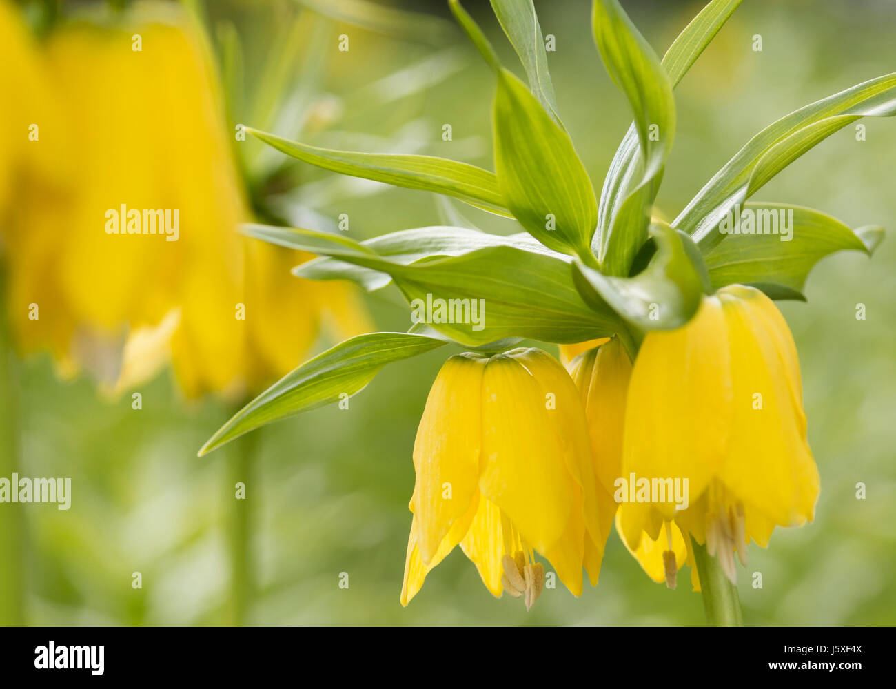 Fritillary, Kaiserkrone 'Lutea Maxima', Fritillaria Imperialis 'Lutea Maxima', gelben Blüten wachsen im Freien zeigt Staubgefäße. Stockfoto