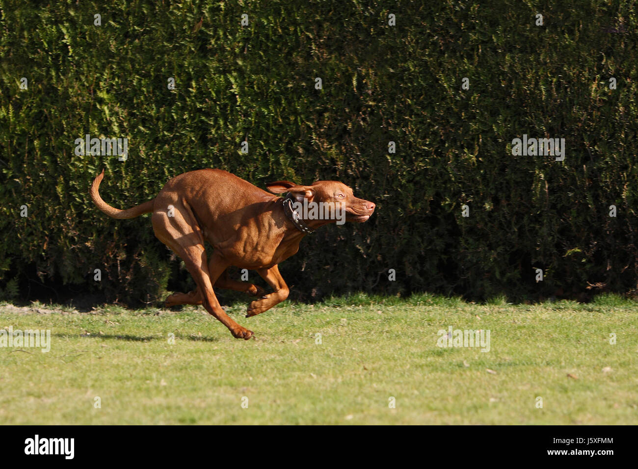 Bewegung Verschiebung gleitenden Bewegung Hund Rüde Hund Sport Sport laufen, laufen Stockfoto