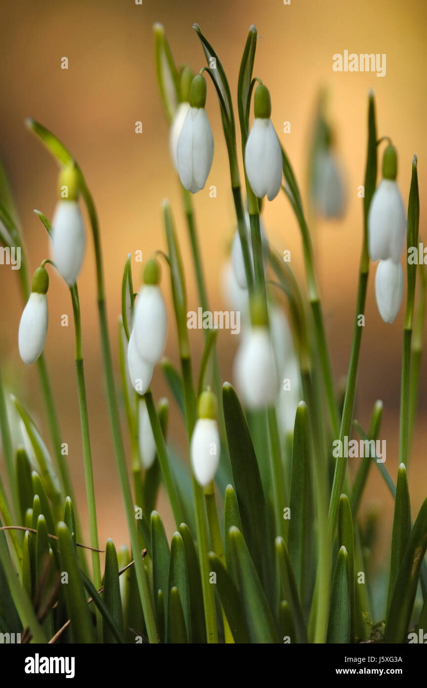 Blume Pflanze Schneeglöckchen Wald Glanz erstrahlt lucent helle ruhige leuchtende Stockfoto