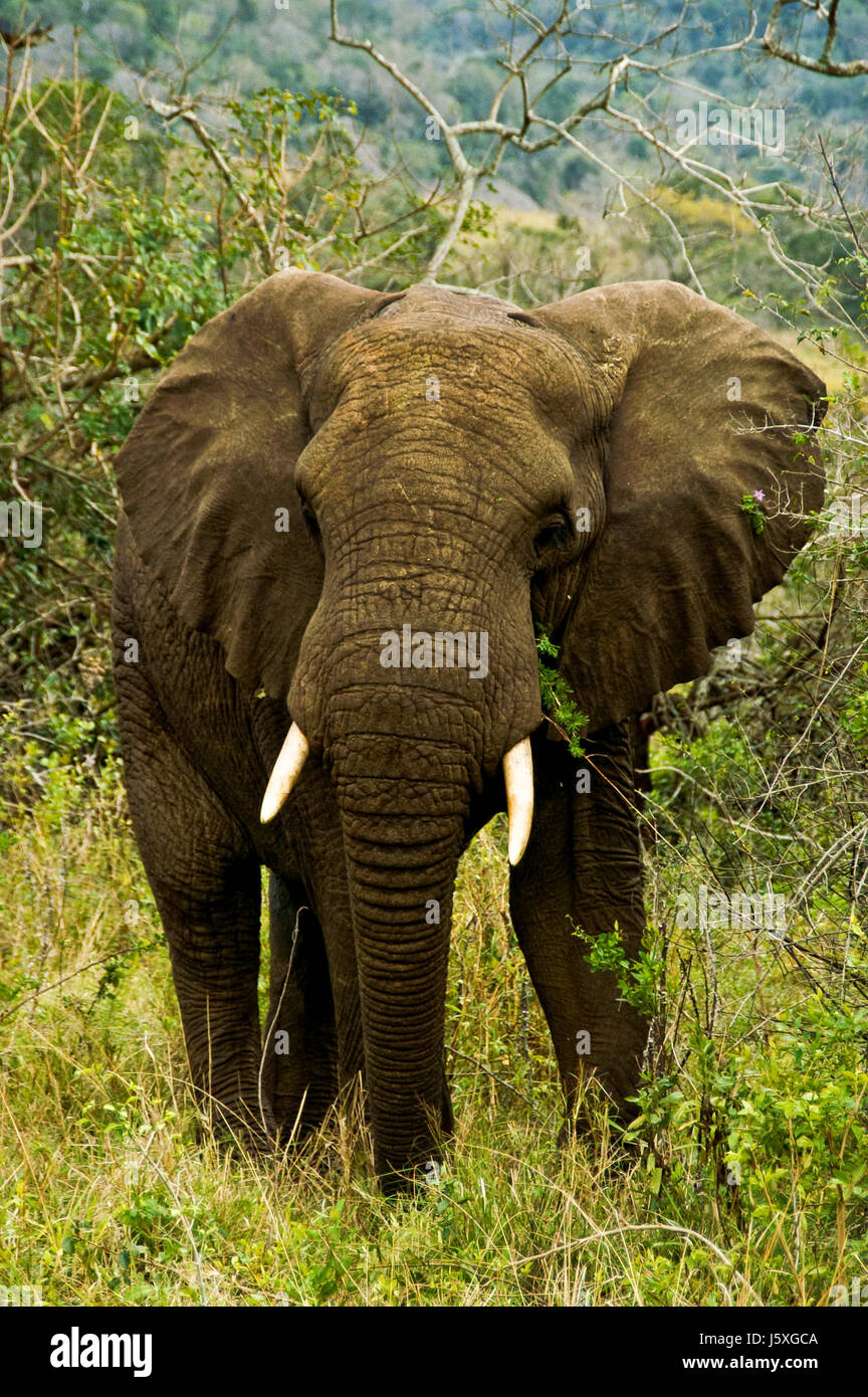 Afrika Elefanten Elfenbein Sudafrika Safari Russel Tier Saugetier Kreatur Nase Stockfotografie Alamy