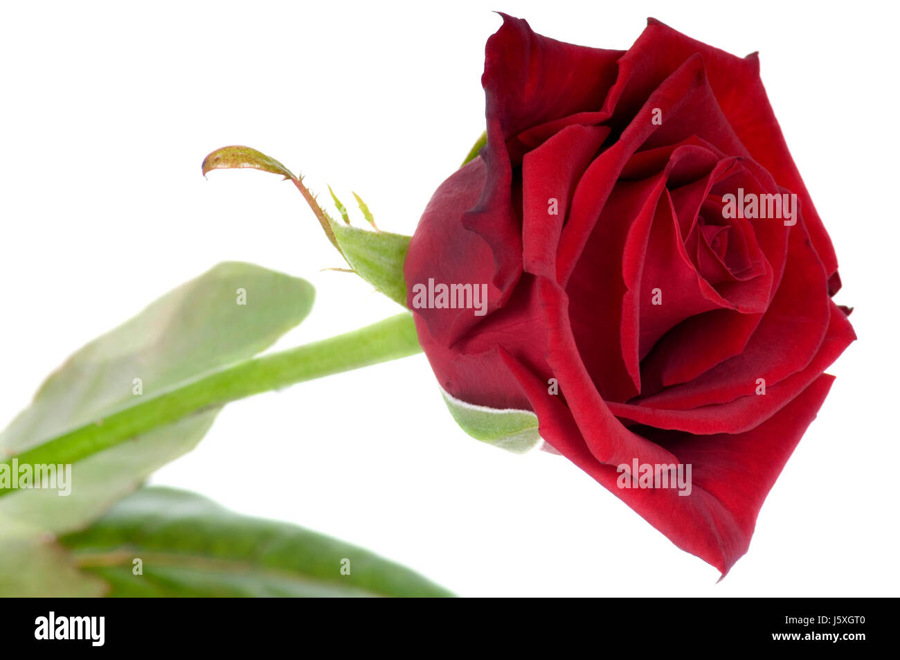 Blume Pflanze stieg dunkle Rubinrotes Karmin rotes schöne beauteously schönes detail Stockfoto