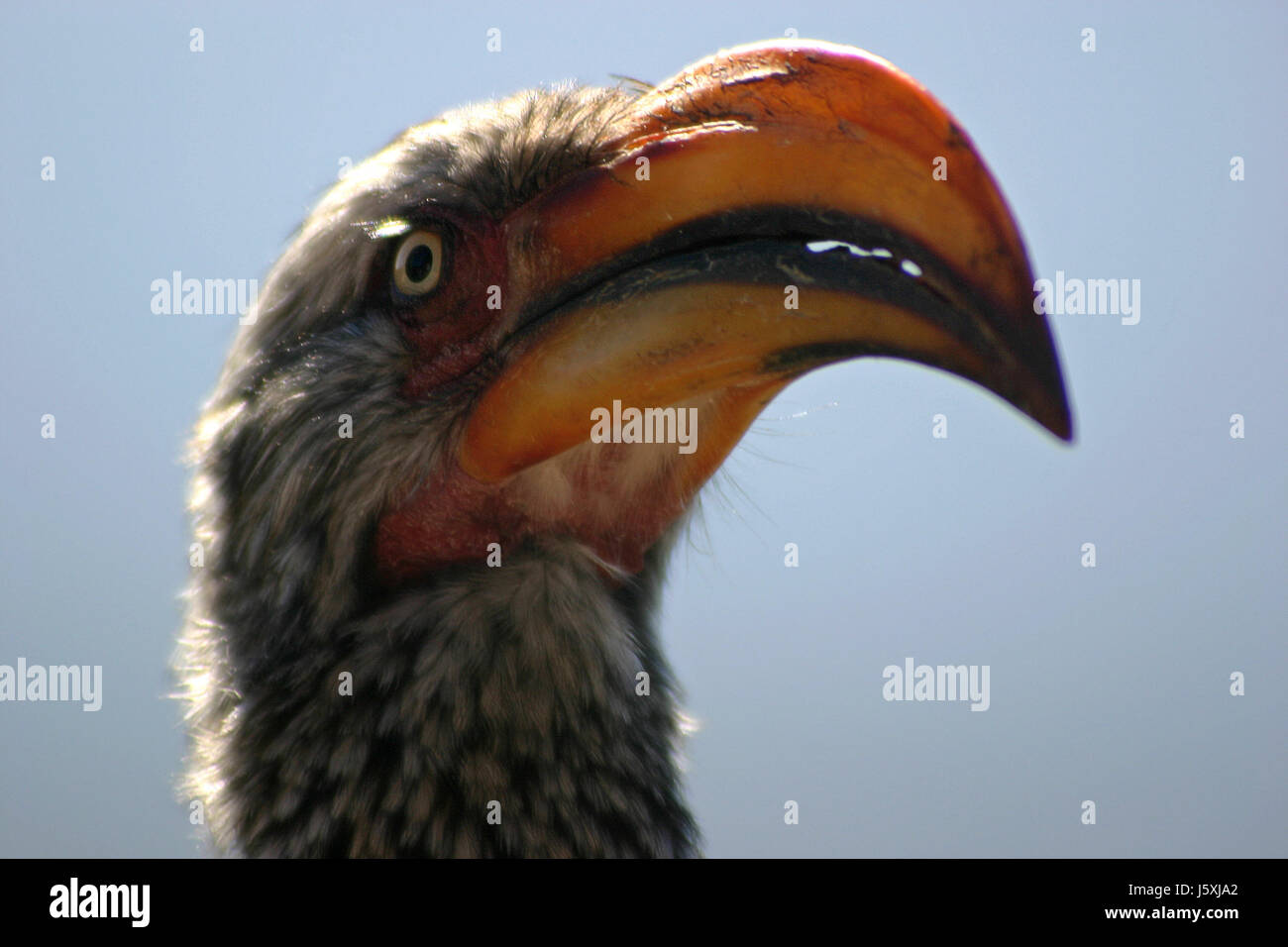 Tiere Vogel Vögel Toucan Reisen Tiere Vogel Afrika Tiere Savanne Porträt Stockfoto