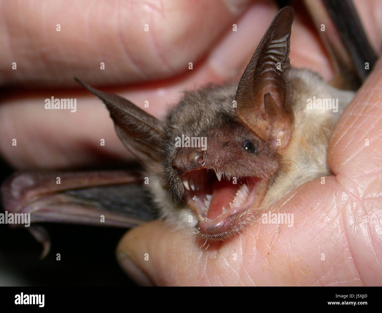 tierische Säugetier kleine winzige kleine kurze Fledermaus Zähne Predator Halloween Wut Stockfoto