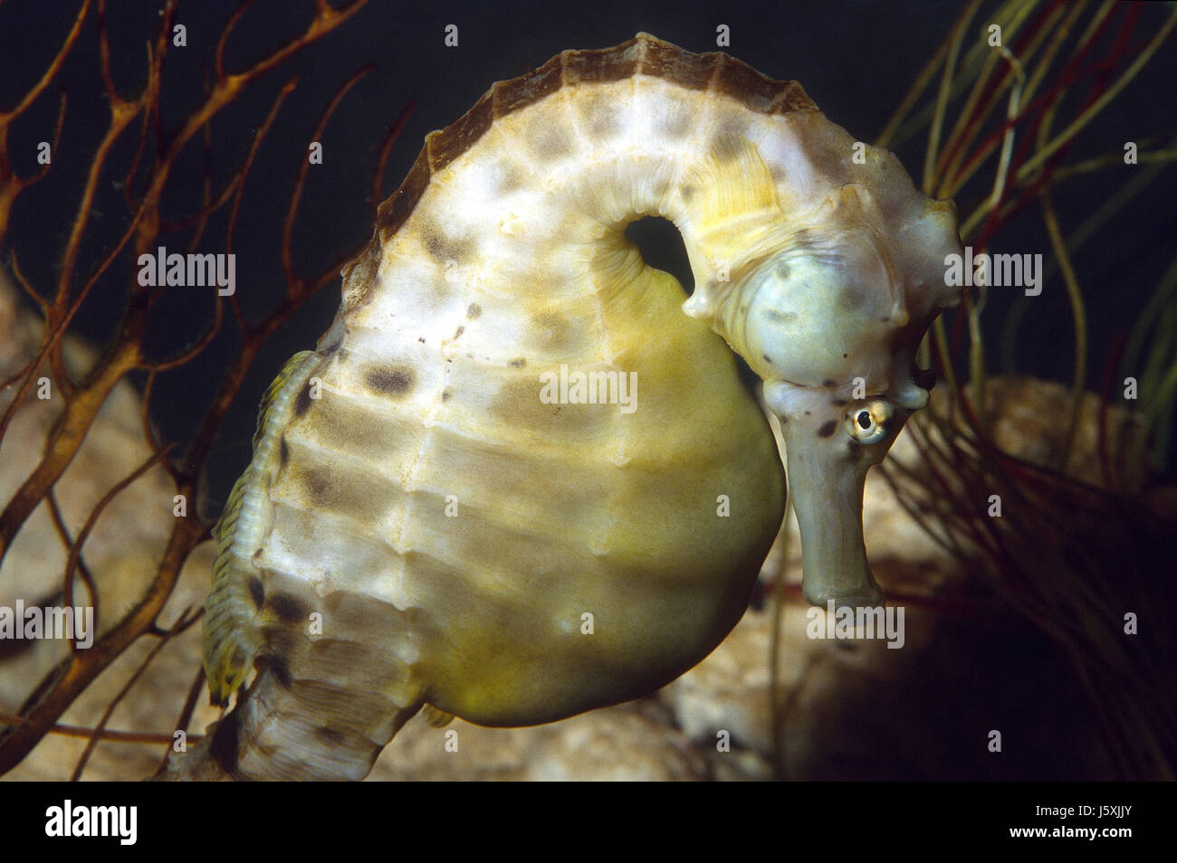 Dickbäuchige Seepferdchen, Hippocampus abdominalis Stockfoto