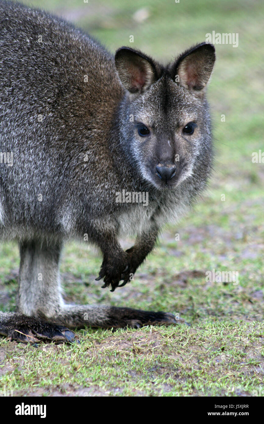 sehen mit einem Blick sehen Blick spähen Blick auf Känguru süß betrachten Stockfoto